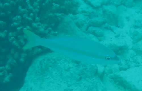 Yellowstripe Monocle Bream — seen at this dive site