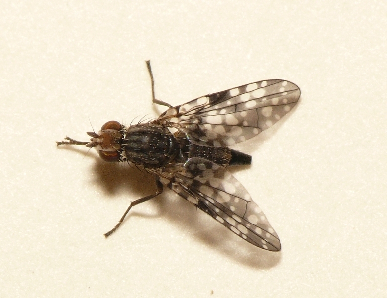 Campiglossa misella