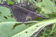 Bactericera antennata