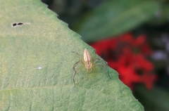 Oxyopes