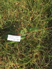 Callirhytis favosa