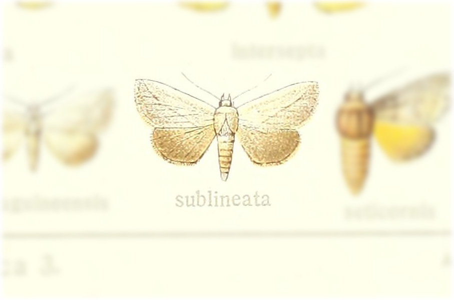 Urbona sublineata