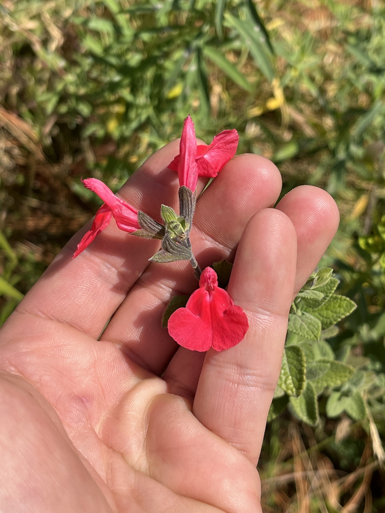 Photo by Andrei via iNaturalist (Copyright Andrei)