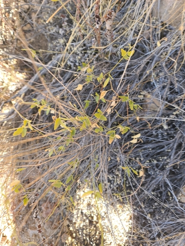 Image of Rhynchosia senna by no rights reserved