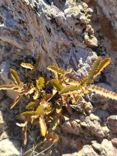 Image of Vauquelinia californica by no rights reserved