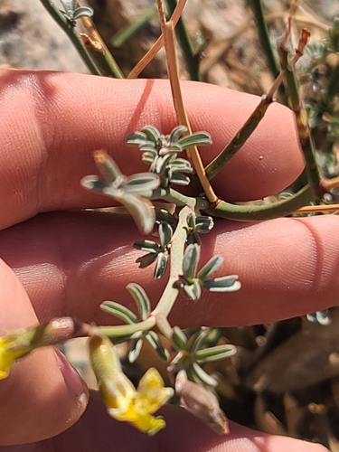 Image of Acmispon rigidus by no rights reserved