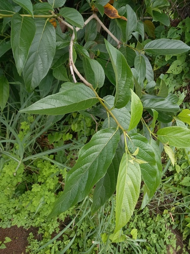 Cordia tetrandra observed 2025-01-03