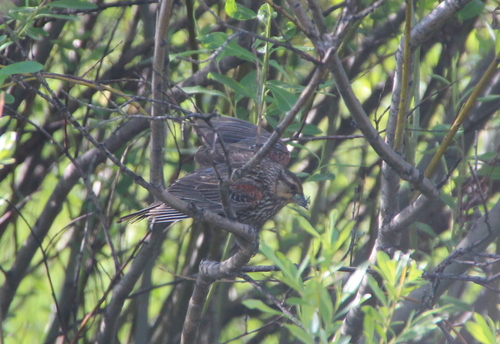 Red-winged Blackbird