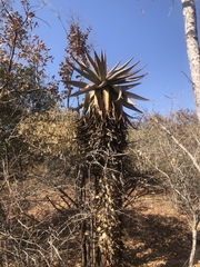 Aloe marlothii marlothii