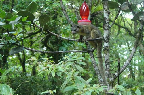 Northern Olingo