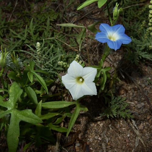 Image of Ipomoea barbatisepala by (c) Sue Carnahan, some rights reserved (CC BY)