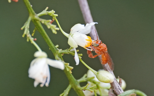 Paratetrapedia testacea