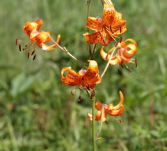 Lilium debile
