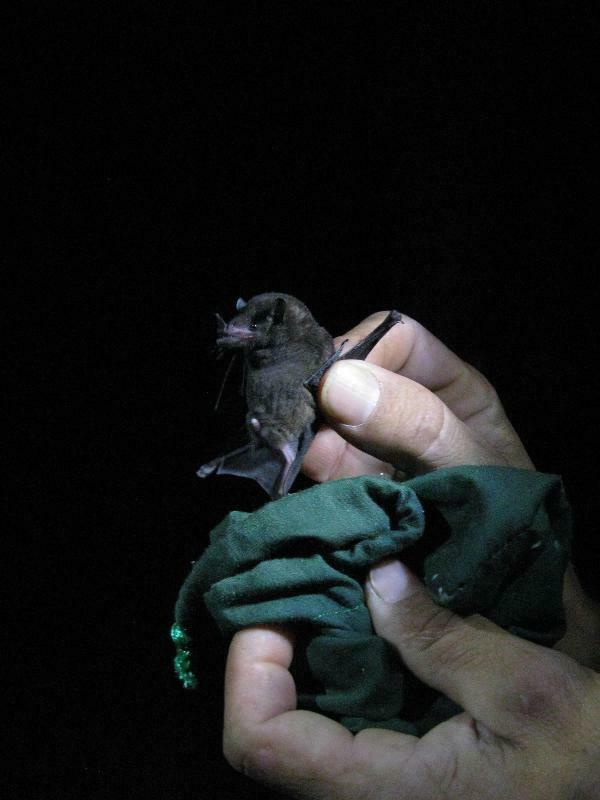 Dark Long-tongued Bat