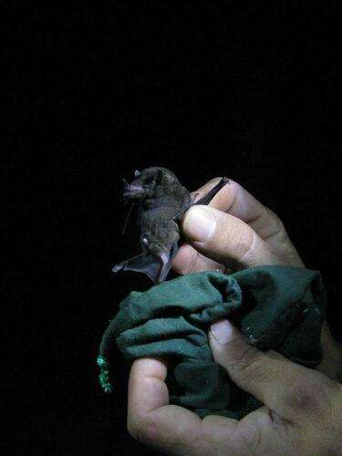 Dark Long-tongued Bat