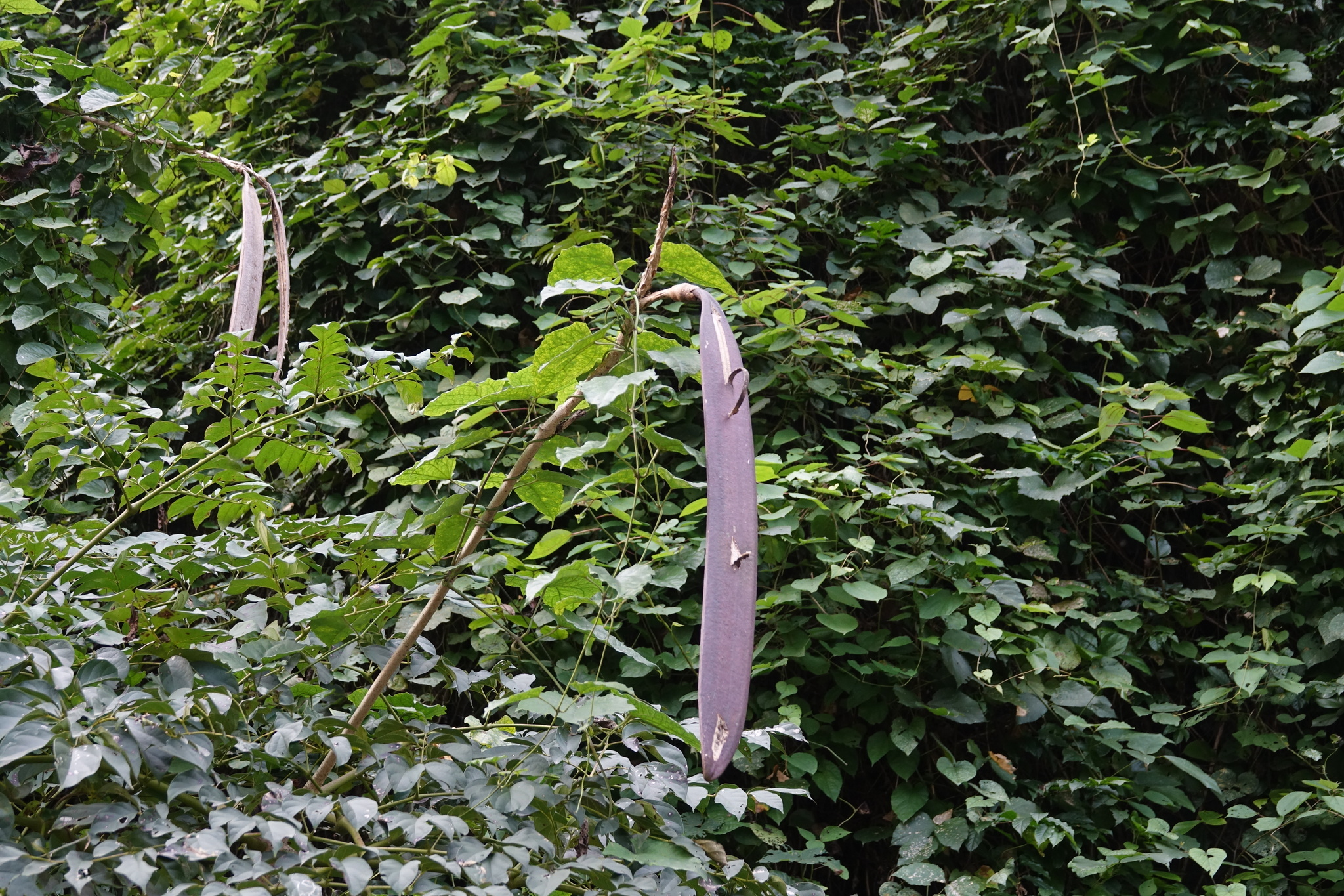 Núc nác (Oroxylum indicum)