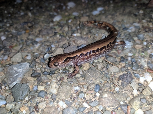 Siberian Salamander