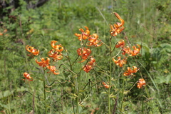 Lilium debile