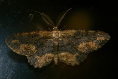 Microcalicha fumosaria