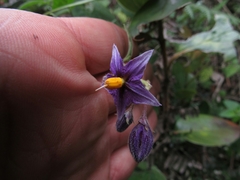 Solanum caripense