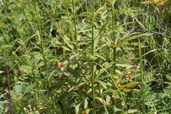 Lilium debile
