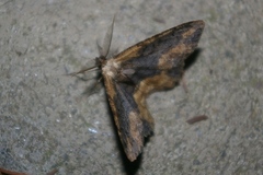 Microcalicha fumosaria