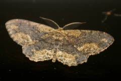 Microcalicha fumosaria