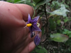 Solanum caripense