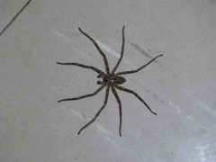 Araneae