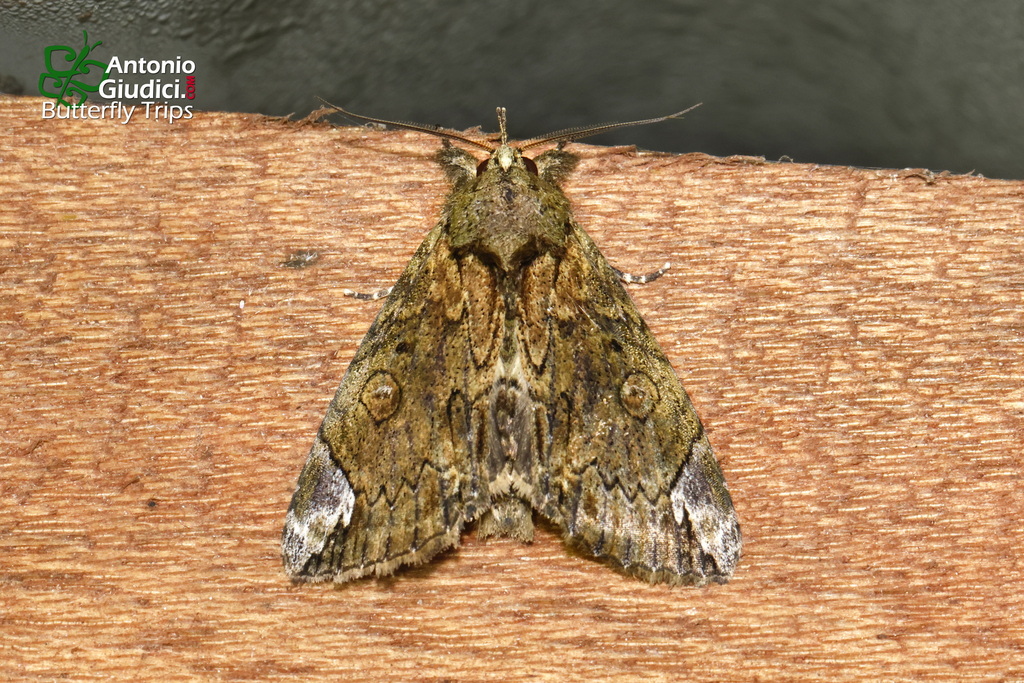 Plotheia trichocera