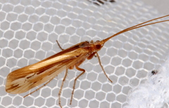 Limnephilus ornatus