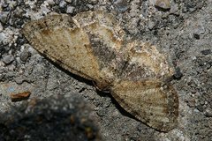 Microcalicha sordida