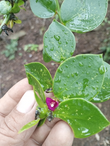 Pereskia diaz-romeroana, 2025-01-07