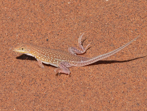 Wedge-snouted Desert Lizard