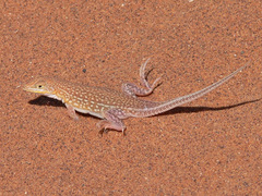 Meroles cuneirostris