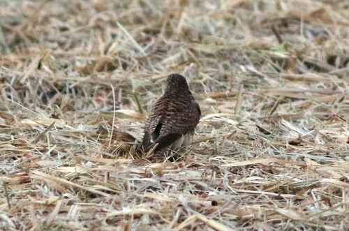 Eurasian Kestrel