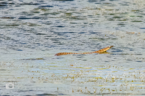 Tiger Snake sighting