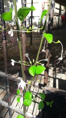 Magnoliopsida