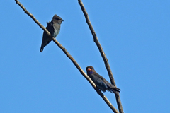 Eurystomus orientalis pacificus