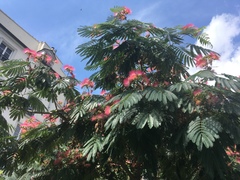 Albizia julibrissin