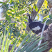 White-throated Piping-Guan - Photo (c) Diogo Luiz, some rights reserved (CC BY-SA), uploaded by Diogo Luiz