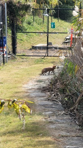 iNaturalist observation 2024-11-04