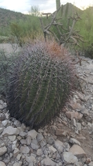 Ferocactus wislizeni