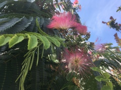 Albizia julibrissin