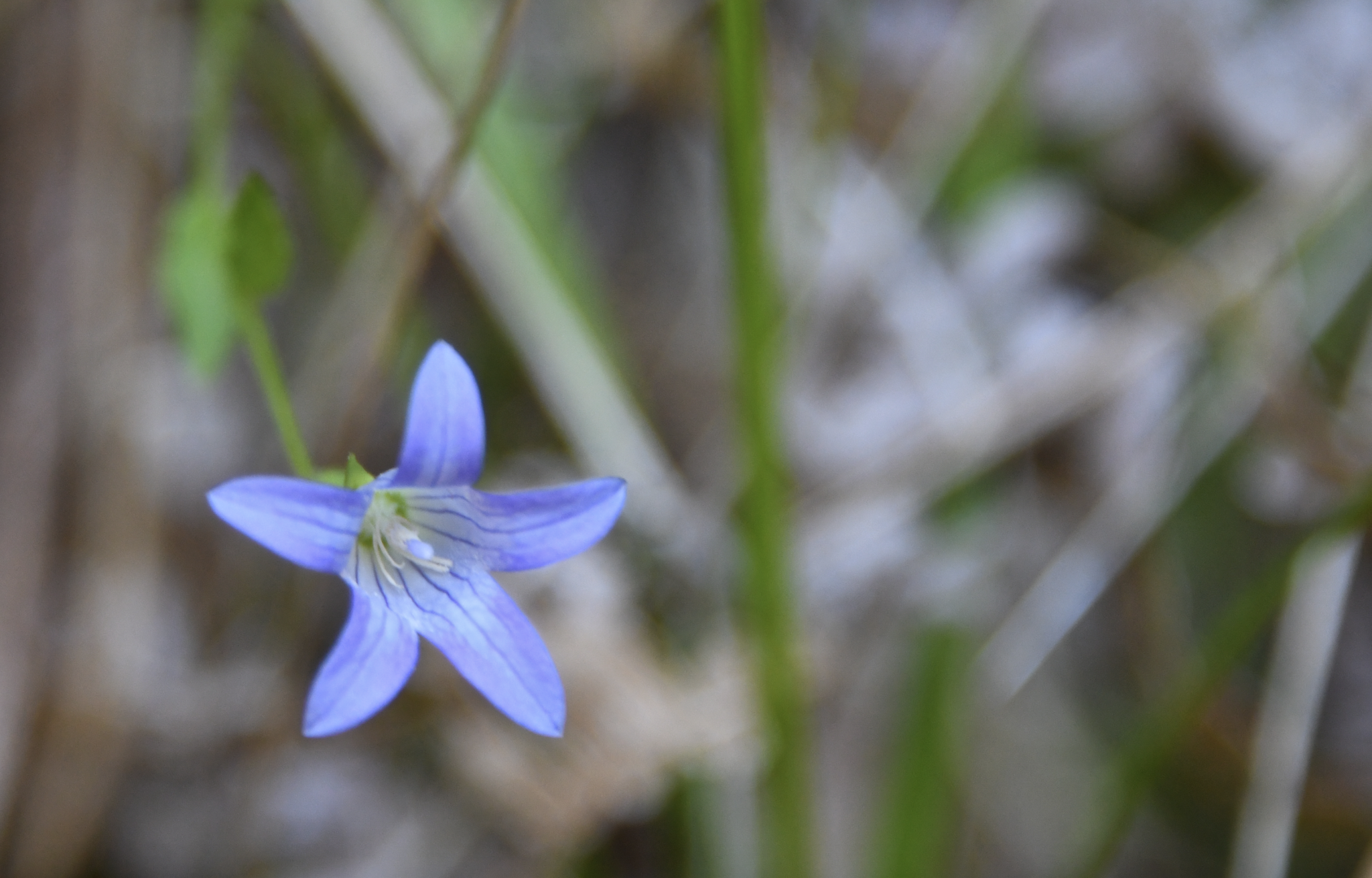 Image of Eastwoodiella californica by (c) Karen and Mike, some rights reserved (CC BY)
