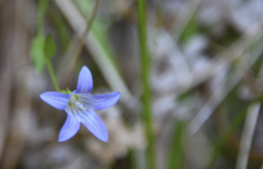 Campanula californica