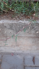 Poaceae