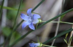Campanula californica