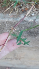 Poaceae
