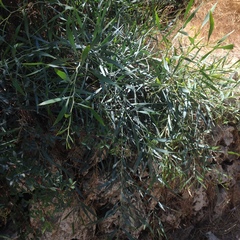 Salix acmophylla